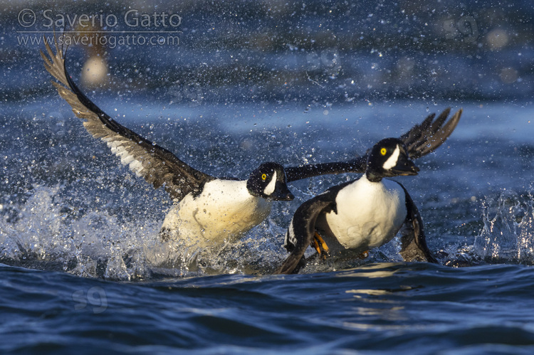 Barrow's Goldeneye, two males chasing each other