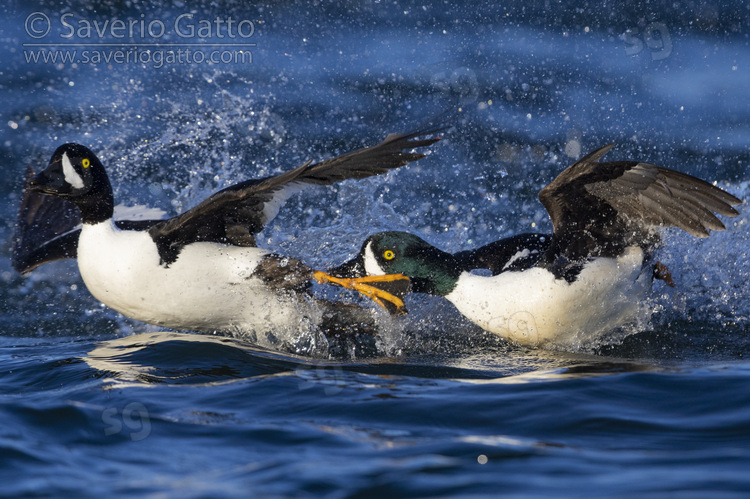 Barrow's Goldeneye, two males fighting