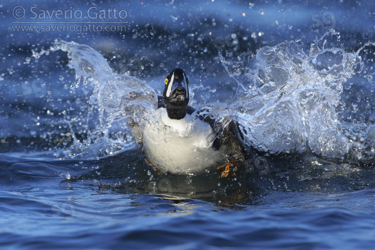 Barrow's Goldeneye, adult male splashing in the water