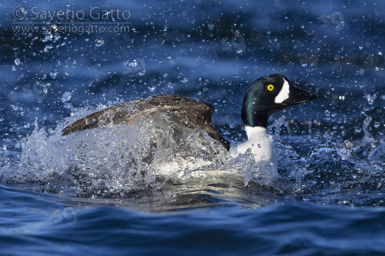 Barrow's Goldeneye, adult male splashing in the water