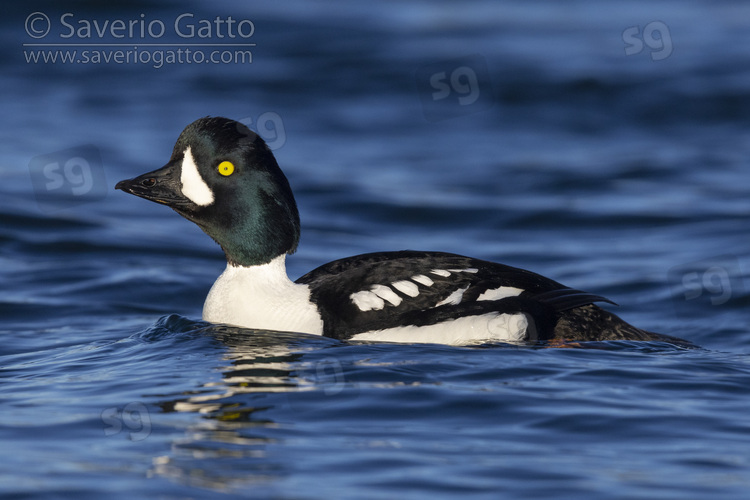 Barrow's Goldeneye, side view of an adult male swimming in the water