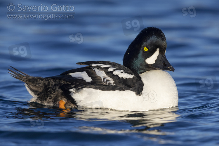 Barrow's Goldeneye, side view of an adult male swimming in the water