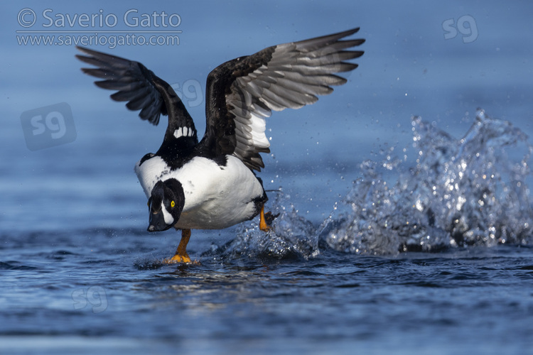 Barrow's Goldeneye, adult male taking off from the water