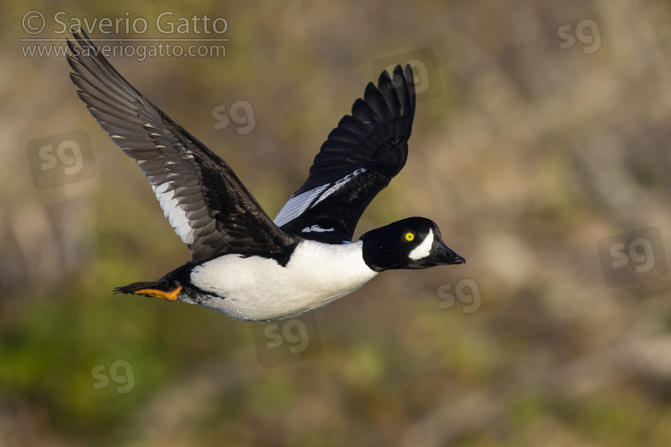 Barrow's Goldeneye, side view of an adult male in flight