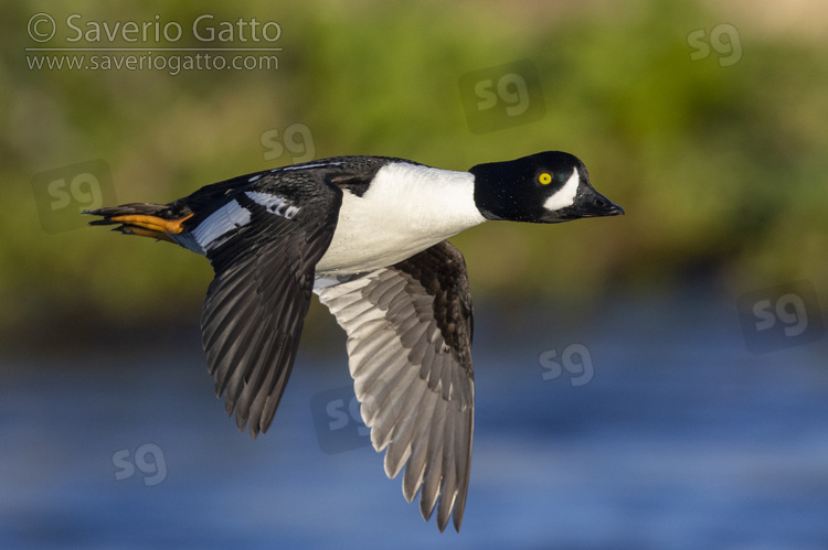 Barrow's Goldeneye, side view of an adult male in flight