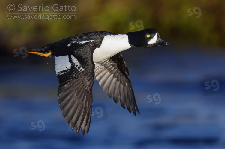 Barrow's Goldeneye, side view of an adult male in flight