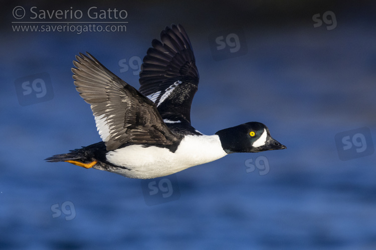 Barrow's Goldeneye, side view of an adult male in flight