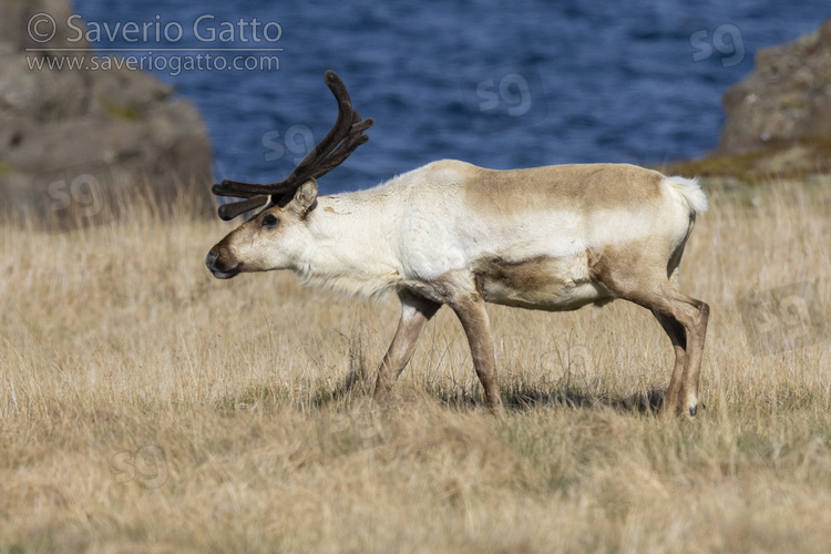 Reindeer, side view of an adult walking