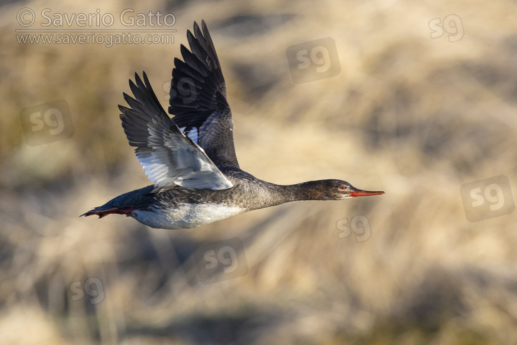 Red-breasted Merganser, side view of an adult female in flight