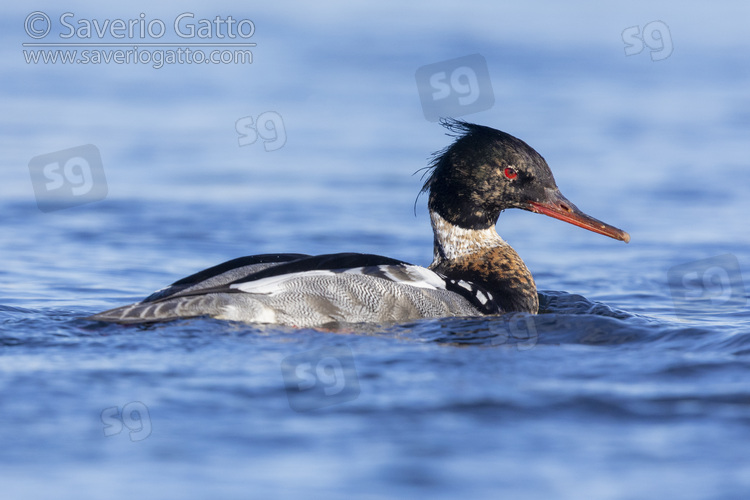 Red-breasted Merganser, side view of an adult male swimming in the water