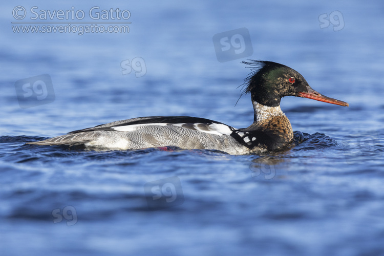 Red-breasted Merganser, side view of an adult male swimming in the water