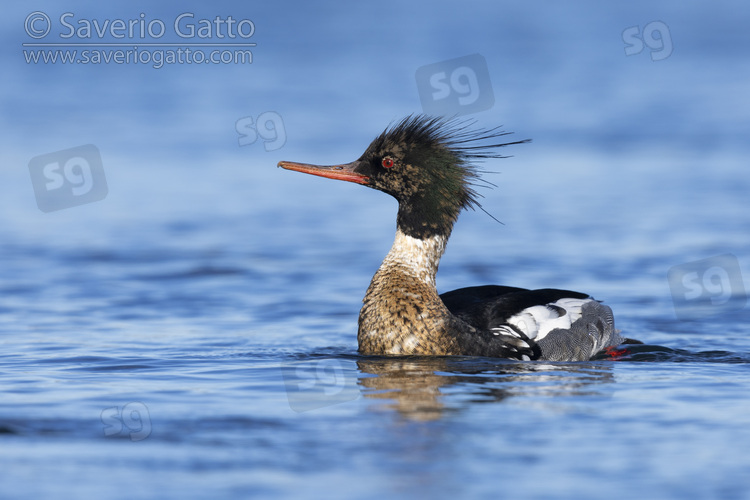 Red-breasted Merganser, adult male swimming in the water