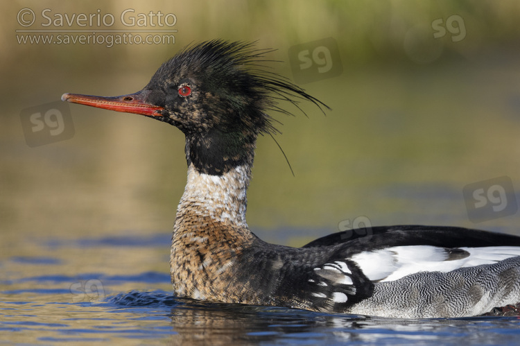 Red-breasted Merganser, adult male close-up