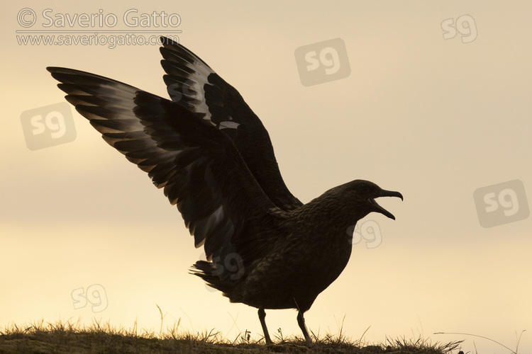 Great Skua, side view of an adult stretching its wings
