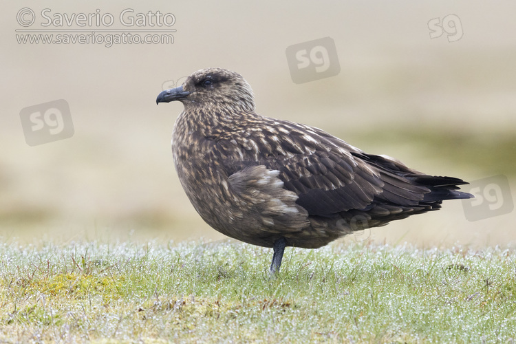 Great Skua, side view of an adult standing on the ground