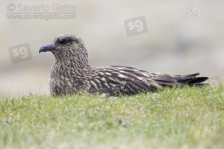 Great Skua, side view of an adult sitting on the ground