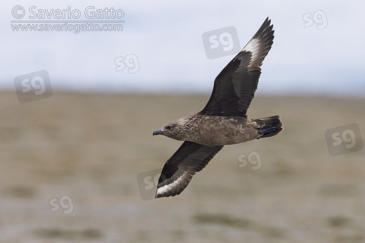 Great Skua, side view of an adult in flight