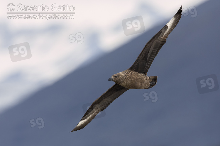 Great Skua, side view of an adult in flight