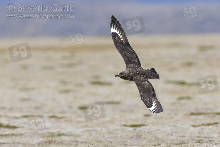 Great Skua, side view of an adult in flight