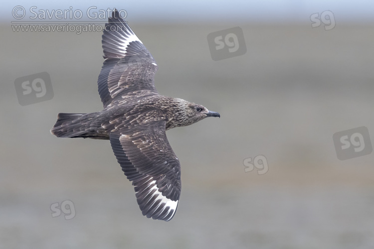 Great Skua, side view of an adult in flight