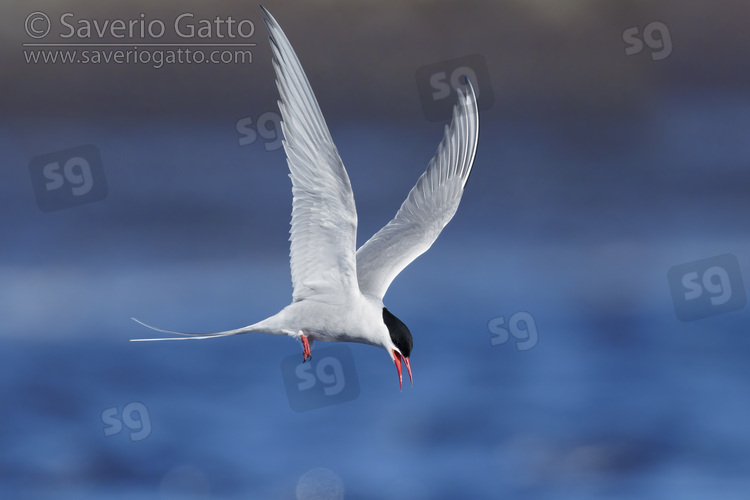 Arctic Tern, side view of an adult in flight