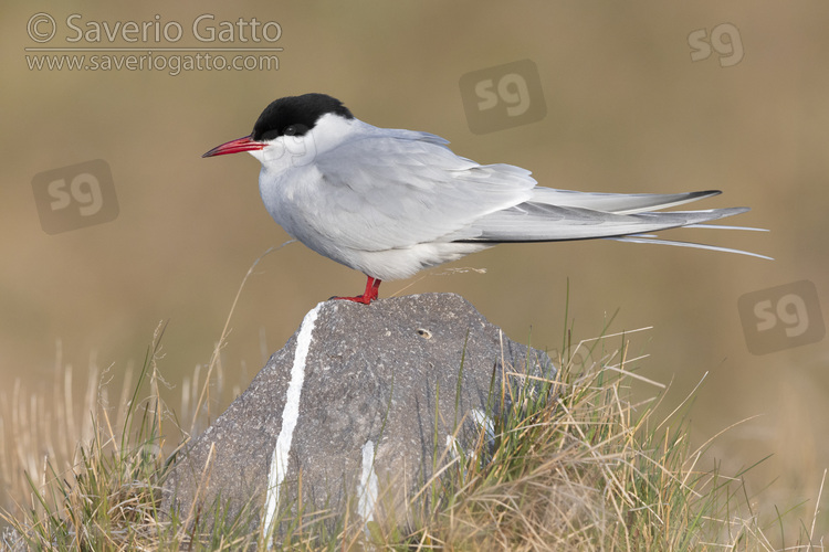 Arctic Tern, side view of an adult standing on a rock