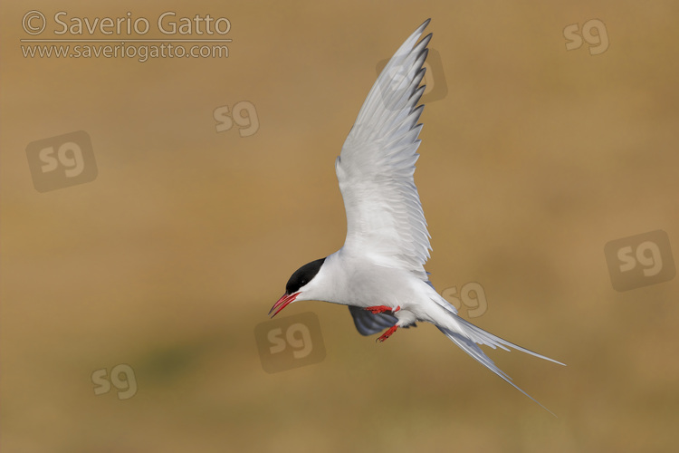 Arctic Tern, side view of an adult in flight