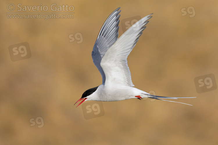 Arctic Tern, side view of an adult in flight