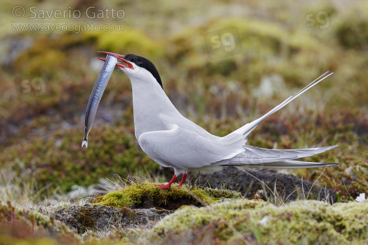 Arctic Tern