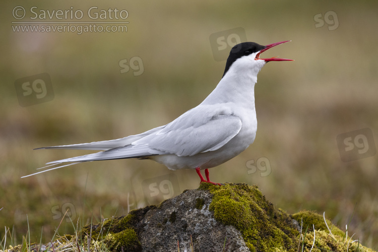 Arctic Tern