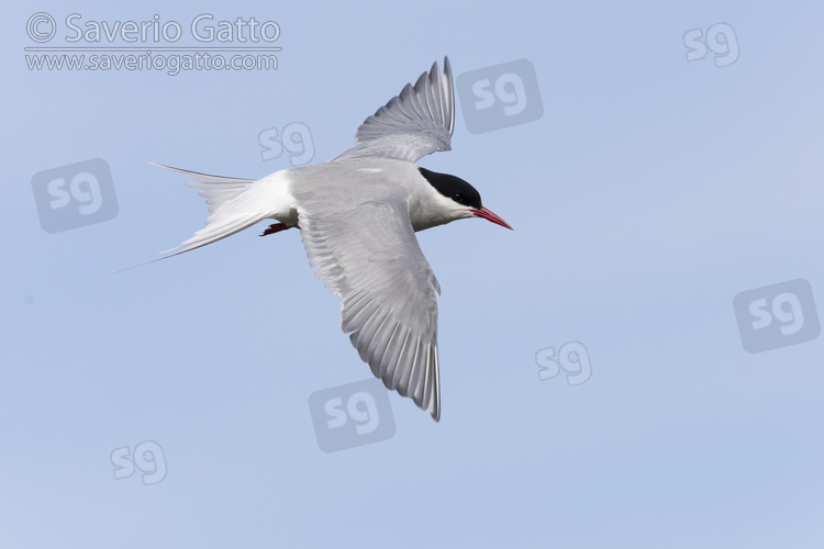 Arctic Tern, side view of an adult in flight