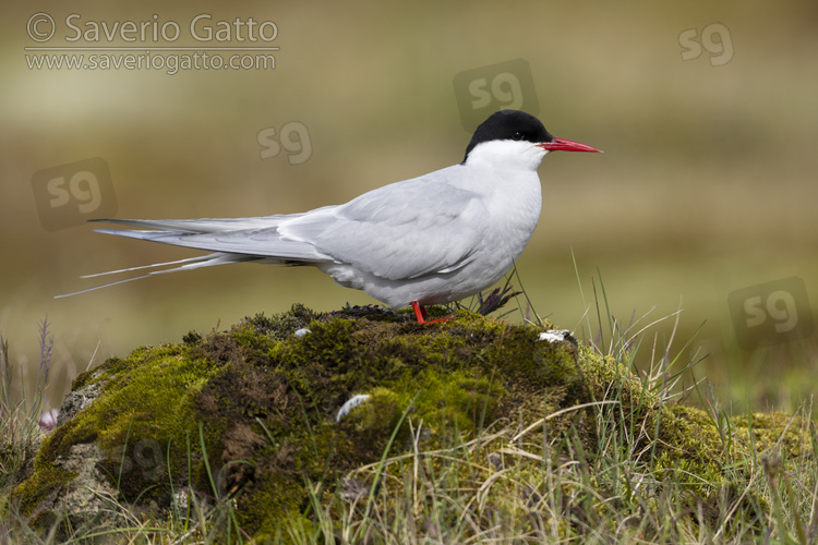 Arctic Tern