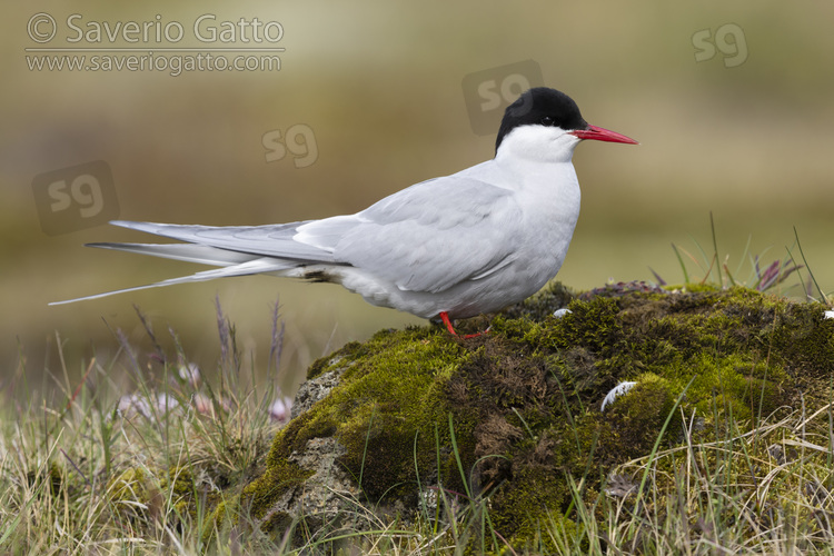 Arctic Tern