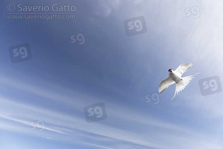 Arctic Tern, adult in flight seen from below