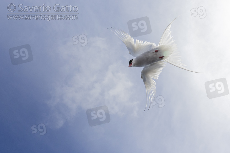 Arctic Tern, adult in flight seen from below