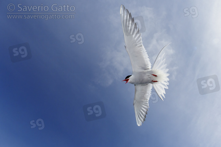 Arctic Tern, adult in flight seen from below