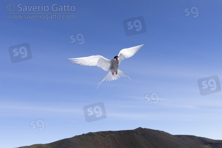 Arctic Tern, adult in flight seen from below