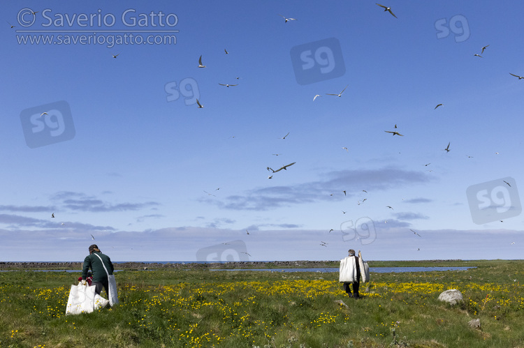 Eiderdown collectors, two people attacked by a flock of arctic terns (sterna paradisaea)