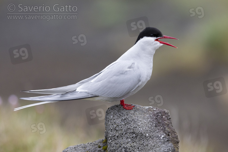 Arctic Tern