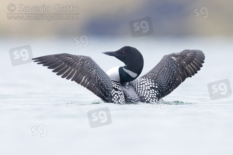 Great Northern Loon, adult speading its wings