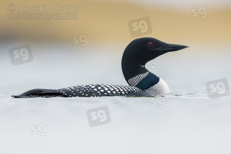 Great Northern Loon, side view of an adult in the water