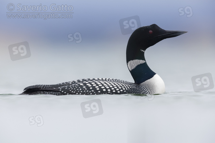 Great Northern Loon