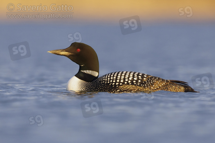 Great Northern Loon