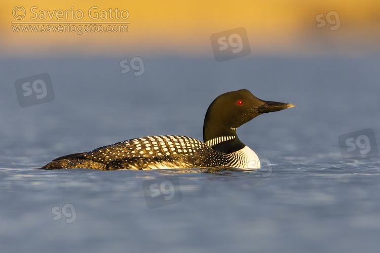 Great Northern Loon, side view of an adult in the water