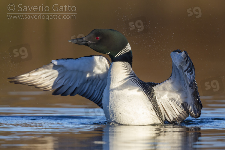 Great Northern Loon, adult speading its wings