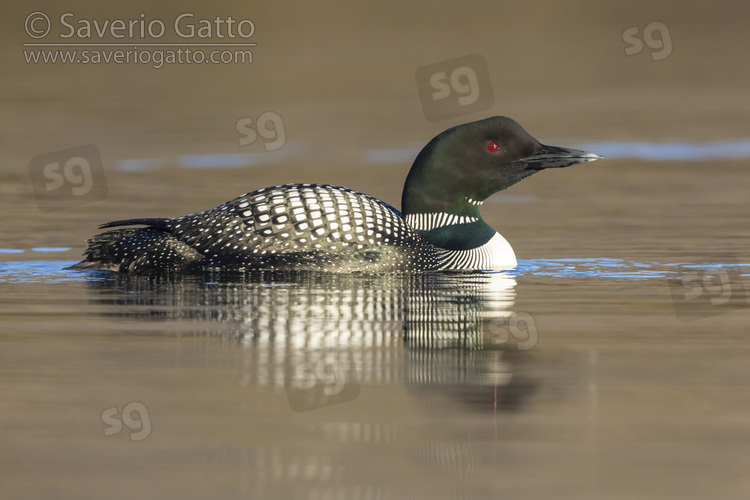 Great Northern Loon, side view of an adult in the water