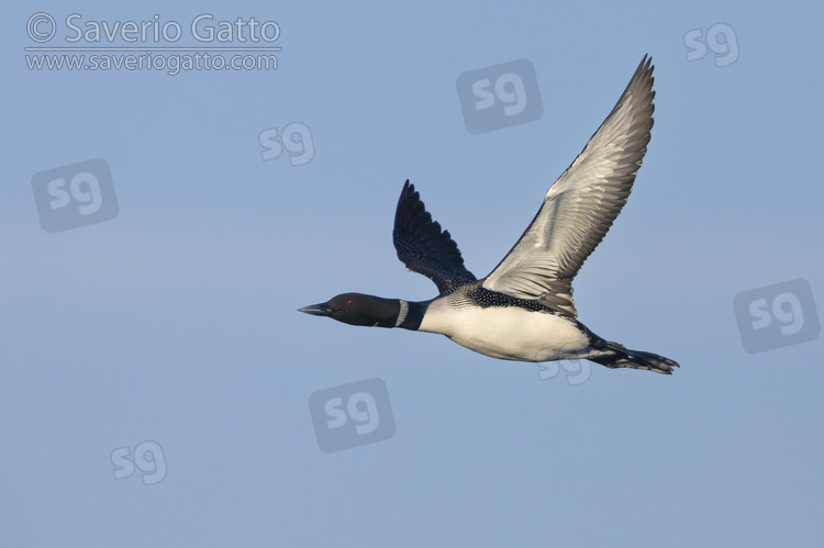 Great Northern Loon, side view of an adult in flight