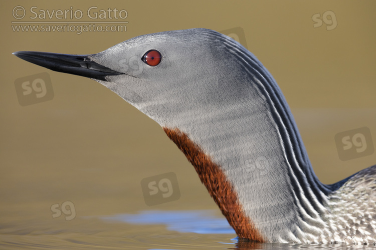 Red-throated Loon, close-up of an adult in breeding plumage