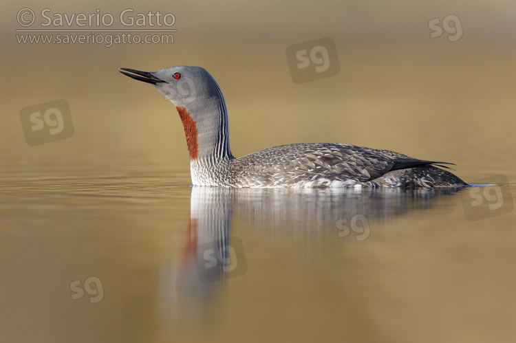 Red-throated Loon, sideview of an adult in breeding plumage