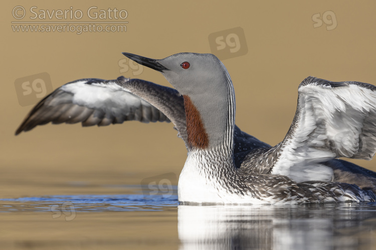 Red-throated Loon, close-up of an adult in breeding plumage